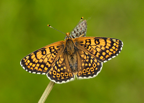 Glanville Fritillary Melitaea cinxia