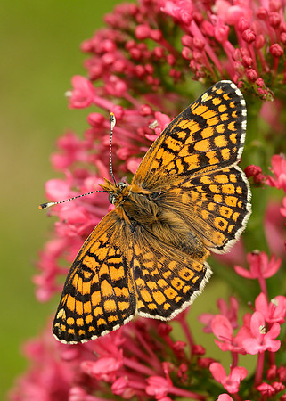 Glanville Fritillary Melitaea cinxia