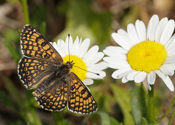 Glanville Fritillary Melitaea cinxiia