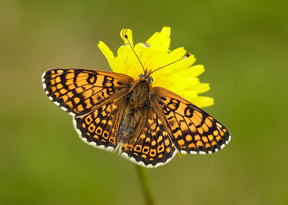 Glanville Fritillary Melitaea cinxia