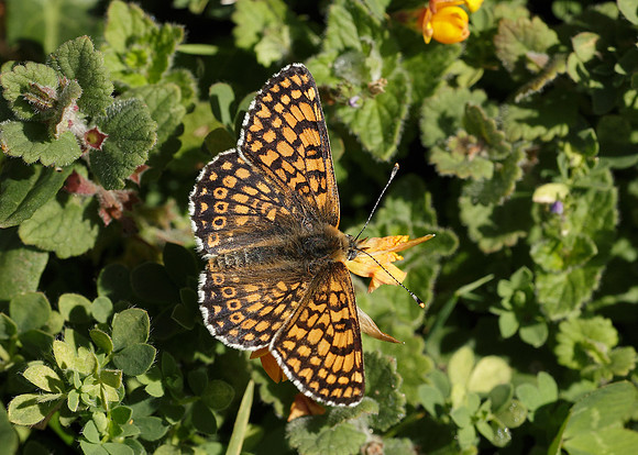 Glanville Fritillary Melitaea cinxiia