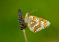 Glanville Fritillary Melitaea cinxia