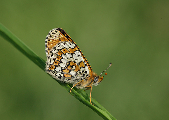 Glanville Fritillary Melitaea cinxiia