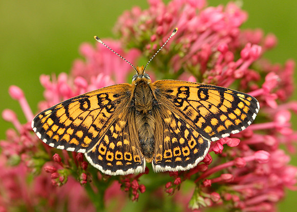 Glanville Fritillary Melitaea cinxia