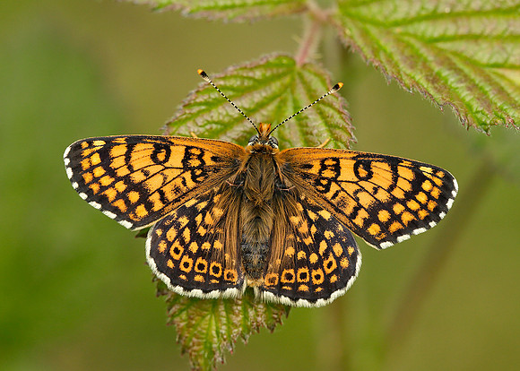 Glanville Fritillary Melitaea cinxia