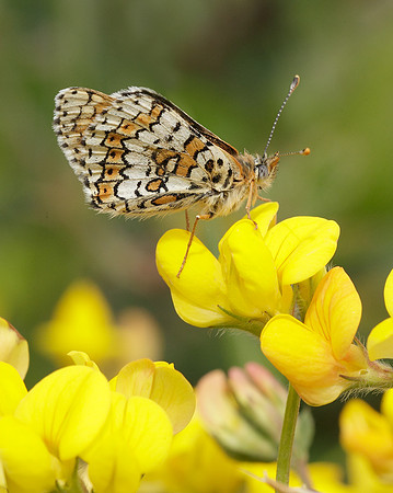 Glanville Fritillary Melitaea cinxiia