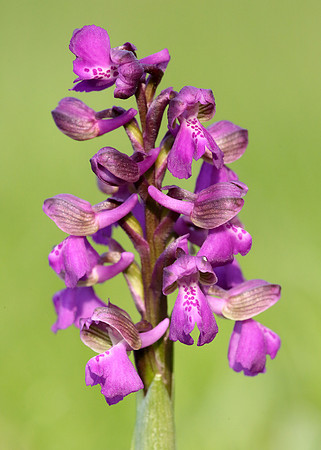 Green-winged Orchid Anacamptis morio