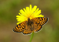 Glanville Fritillary Melitaea cinxia