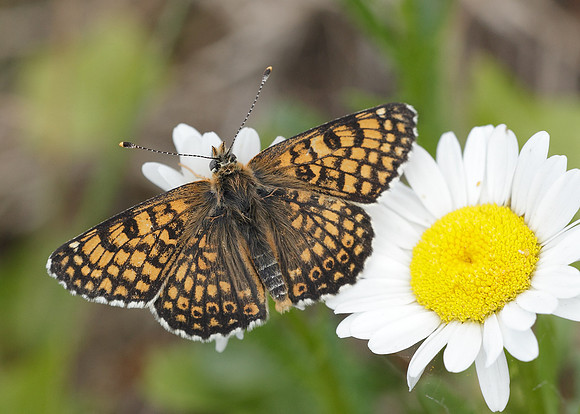 Glanville Fritillary Melitaea cinxiia
