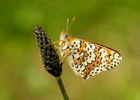 Glanville Fritillary Melitaea cinxia