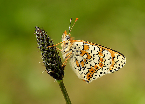 Glanville Fritillary Melitaea cinxia