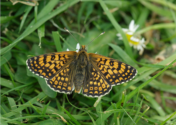 Glanville Fritillary Melitaea cinxiia