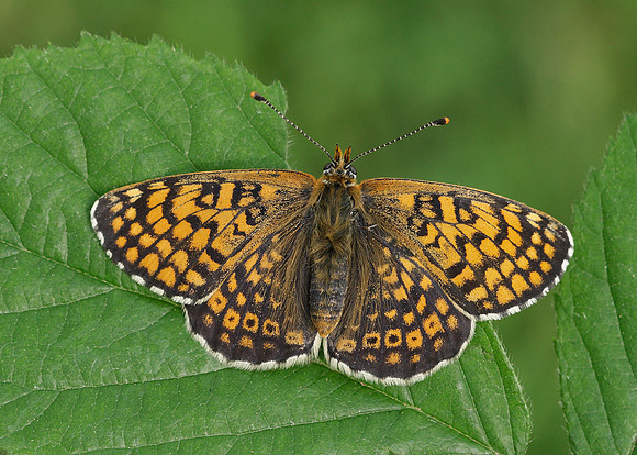 Glanville Fritillary Melitaea cinxiia