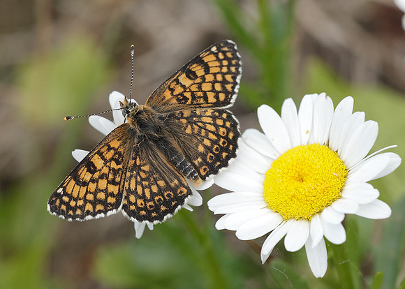 Glanville Fritillary Melitaea cinxiia