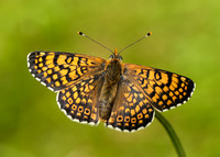 Glanville Fritillary Melitaea cinxia