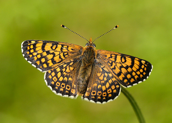Glanville Fritillary Melitaea cinxia
