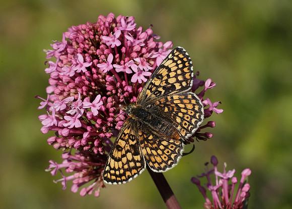 Glanville Fritillary Melitaea cinxiia