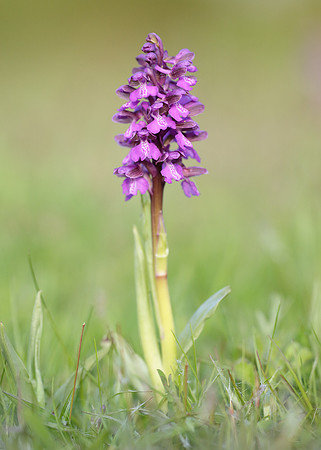 Green-winged Orchid Anacamptis morio