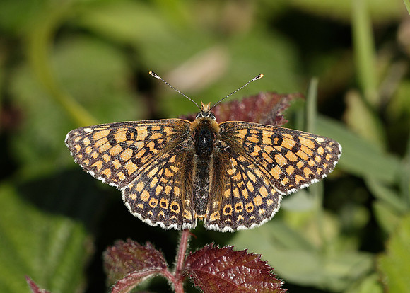 Glanville Fritillary Melitaea cinxiia