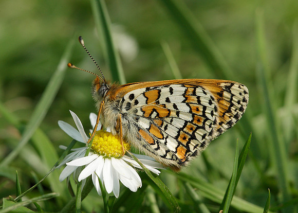 Glanville Fritillary Melitaea cinxiia