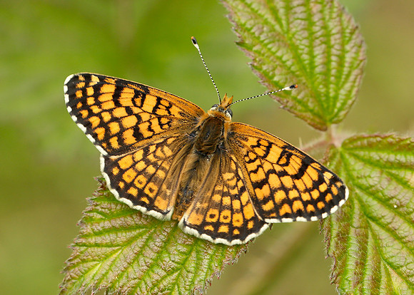 Glanville Fritillary Melitaea cinxia