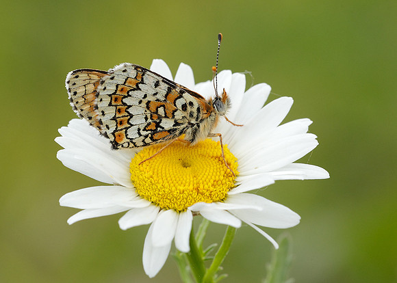Glanville Fritillary Melitaea cinxiia