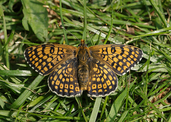 Glanville Fritillary Melitaea cinxiia