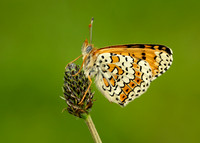 Glanville Fritillary Melitaea cinxia