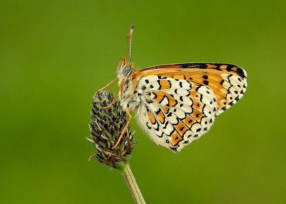 Glanville Fritillary Melitaea cinxia