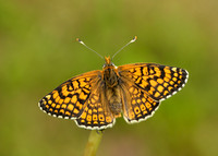 Glanville Fritillary Melitaea cinxia