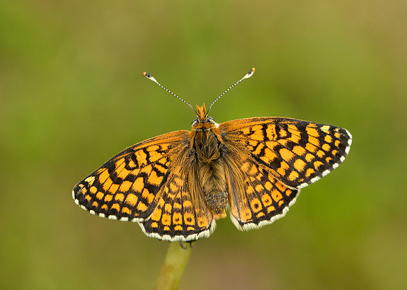 Glanville Fritillary Melitaea cinxia