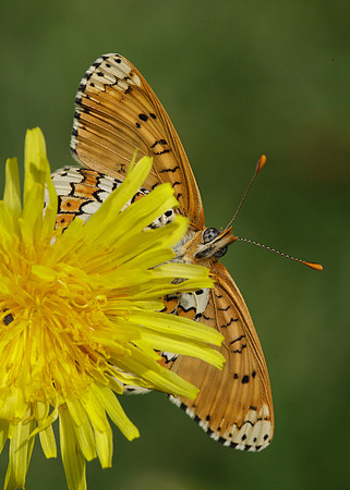 Glanville Fritillary Melitaea cinxiia