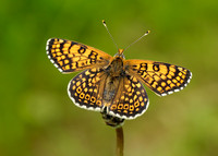 Glanville Fritillary Melitaea cinxia