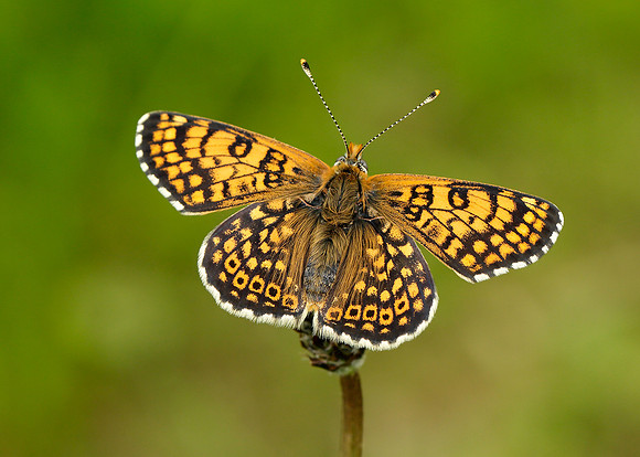 Glanville Fritillary Melitaea cinxia