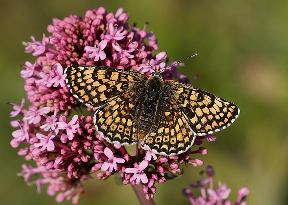 Glanville Fritillary Melitaea cinxiia