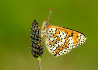 Glanville Fritillary Melitaea cinxia
