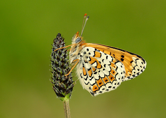 Glanville Fritillary Melitaea cinxia