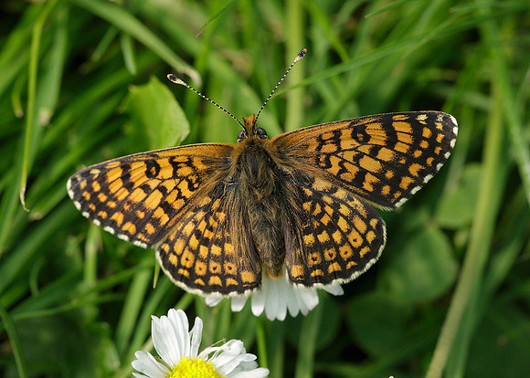 Glanville Fritillary Melitaea cinxiia