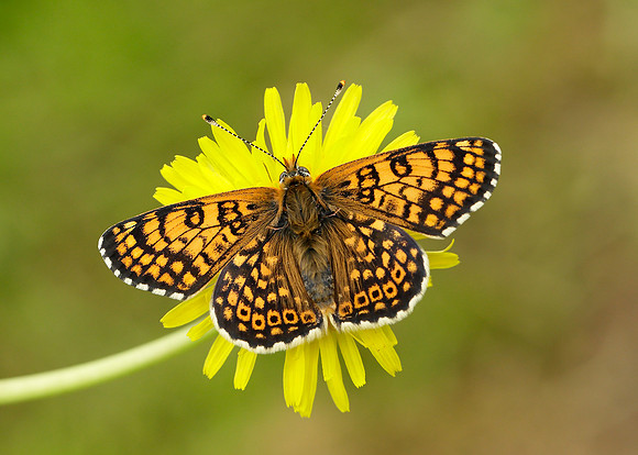 Glanville Fritillary Melitaea cinxia