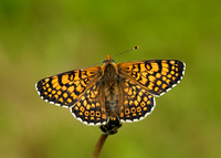 Glanville Fritillary Melitaea cinxia
