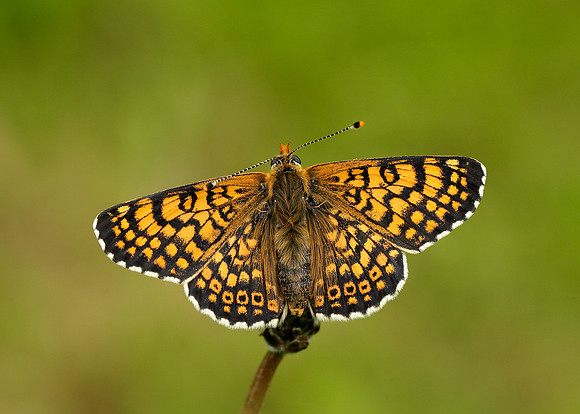 Glanville Fritillary Melitaea cinxia
