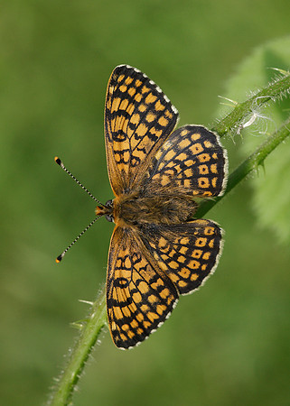 Glanville Fritillary Melitaea cinxiia