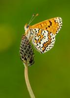 Glanville Fritillary Melitaea cinxia