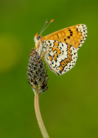 Glanville Fritillary Melitaea cinxia