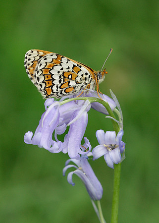 Glanville Fritillary Melitaea cinxiia