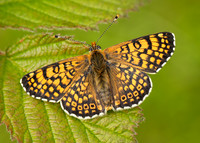 Glanville Fritillary Melitaea cinxia