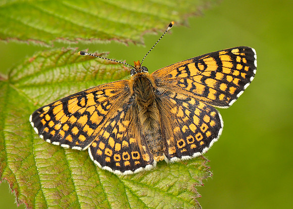 Glanville Fritillary Melitaea cinxia