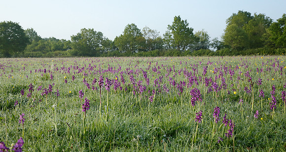 Green-winged Orchid Anacamptis morio