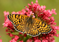 Glanville Fritillary Melitaea cinxia