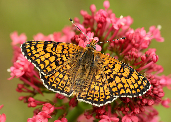 Glanville Fritillary Melitaea cinxia